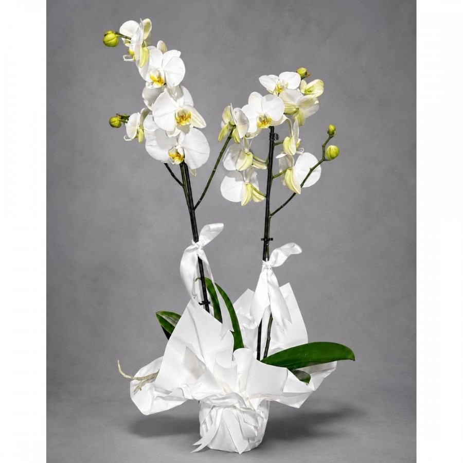 Çift Dallı Beyaz Orkide